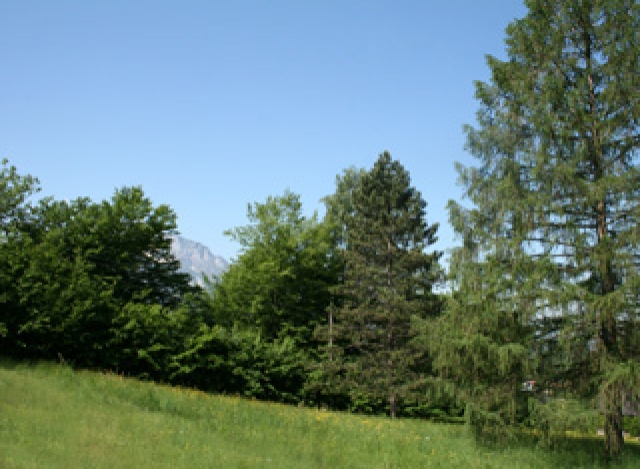 Countryside Idyll- Almost in Town