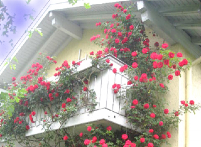 In a Bed of Roses